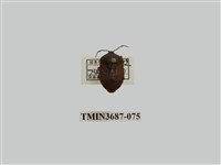 藏品(半翅目(3))的圖片